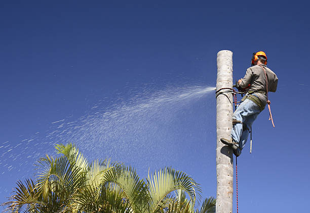 Best Sod Installation  in USA